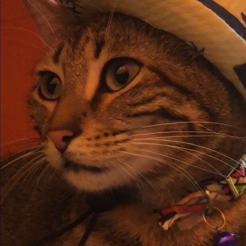 Meet your Posher, Brionna